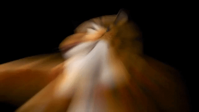Zveropolis_Tigr_Myau.gif